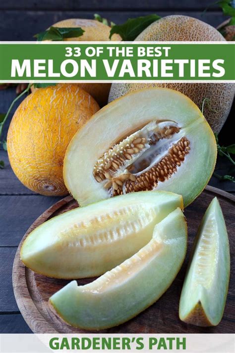 33 of the Best Melon Varieties .